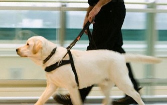 Importância de atender bem deficientes com cão-guia